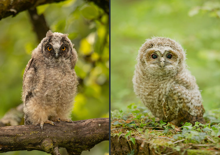 Waldkauz oder Waldohreule?